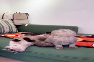 Katzen-am-Chillen.mp4 auf www.funpot.net