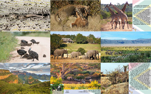Kruger-Nationalpark-Fortsetzung