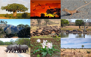 Kruger-Nationalpark