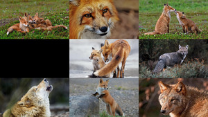 Foxes and Wolves 4