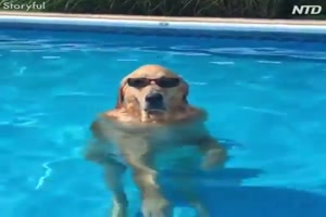 Hundstage-im-Sommer.mp4 auf www.funpot.net