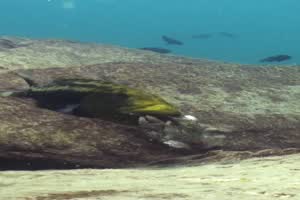 Fische-weggesaugt.mp4 auf www.funpot.net