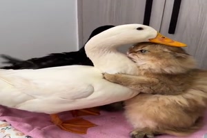 Besondere-Tierfreundschaft.mp4 auf www.funpot.net