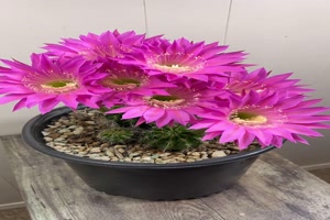 Traumhafte-Kakteenblüten.mp4 auf www.funpot.net