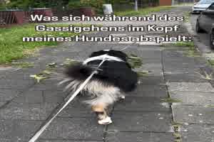 Die Gedanken meines Hundes