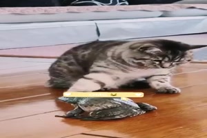 Katzen-und-andere-Tiere.mp4 auf www.funpot.net