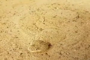 Gut-getarnt.mp4 auf www.funpot.net