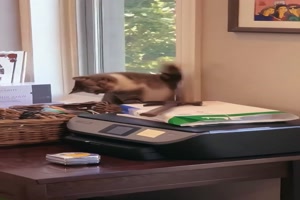 Katzen-sind-lustig.mp4 auf www.funpot.net
