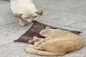 Katze-schläft-gut.mp4 auf www.funpot.net