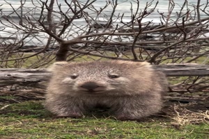Lustiger-Wombat.mp4 auf www.funpot.net