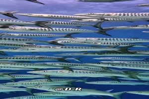 Unter-Wasser-Welt.mp4 auf www.funpot.net