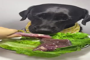 Ein Labrador mit gesegnetem Appetit