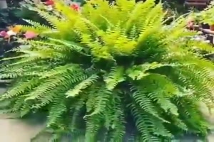 Was-für-ein-genialer-Farn.mp4 auf www.funpot.net