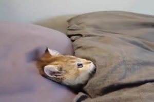 Das gefällt der Katze