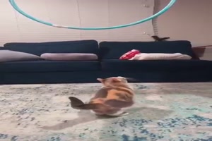 Lustige-Szenen-mit-Katzen.mp4 auf www.funpot.net
