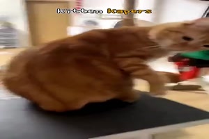 Lustiges-mit-Katzen.mp4 auf www.funpot.net