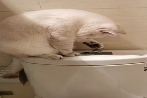 Katze-ist-neugierig.mp4 auf www.funpot.net