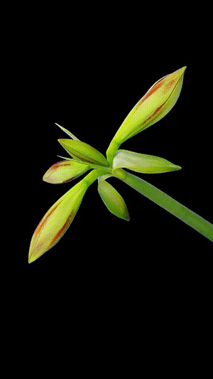 Wunderschöne Blüte