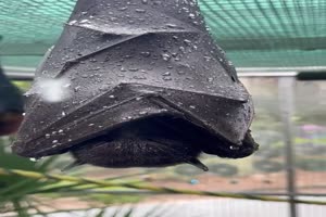 Gut vor dem Regen geschtzt