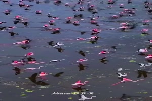 Flamingos