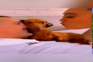 Eifersüchtige Hunde