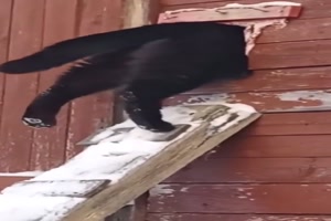 Man htte die Leiter auch von unten nutzen knnen