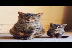 Synchrone-Katzen.mp4 auf www.funpot.net