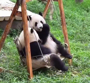 Pandas beim Chillen