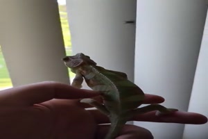 Biologischer Fliegenfänger