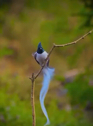 Sieht-schick-aus.gif von Alara