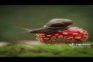 Life-of-snails-in-photographs-by-Vyacheslav-Mishchenko--.mp4 von Conny2