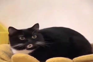 Sie aus als würde sie pfeifen