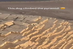 Hund ist auf die Pyramide geklettert