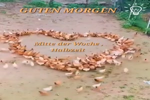 Guten-Morgen-am-Mittwoch.mp4 von Josephin