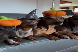 Die-Halloween-Bande.mp4 von Christina