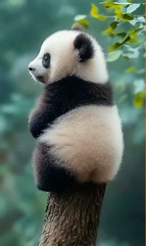 Ser-Panda.gif von Malena11