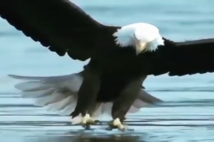 Seeadler auf der Jagd