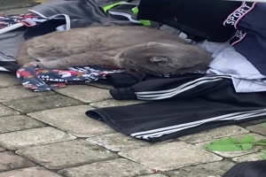 Das gefällt der Katze