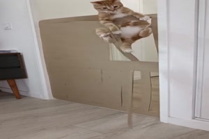 Katze reisst die Barriere einfach ein