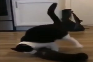 So sieht Katzen-Wrestling aus