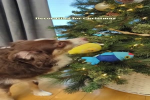 Hund dekoriert Christbaum