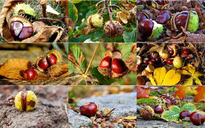 Kastanien-chestnuts fall