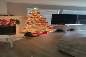 Das wars mit dem Christbaum