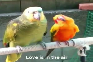 Love is in the air