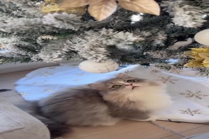 Katze mag die Christbaumkugel