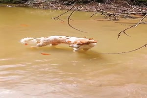 Die Schmetterlinge lieben den Hund