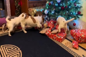 Die Hunde freuen sich auf die Geschenke