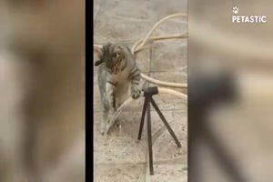 Spaß mit Katzen