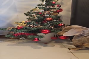 Dackel und der Weihnachtsbaum