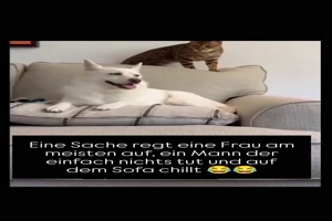 Der Hund erkennt den Blick sofort